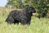 BOUVIER DES FLANDRES 131